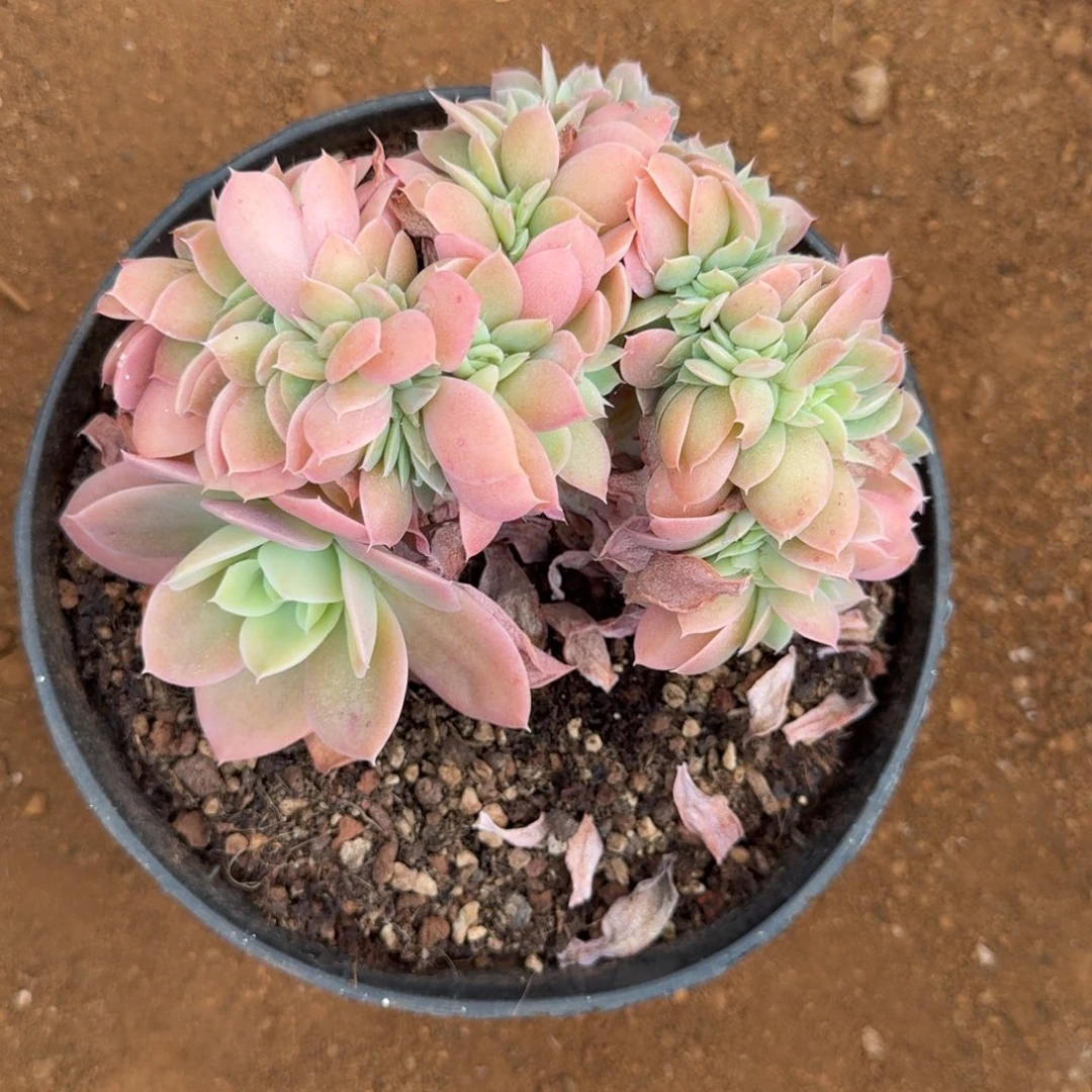 寄养多明戈多肉植物