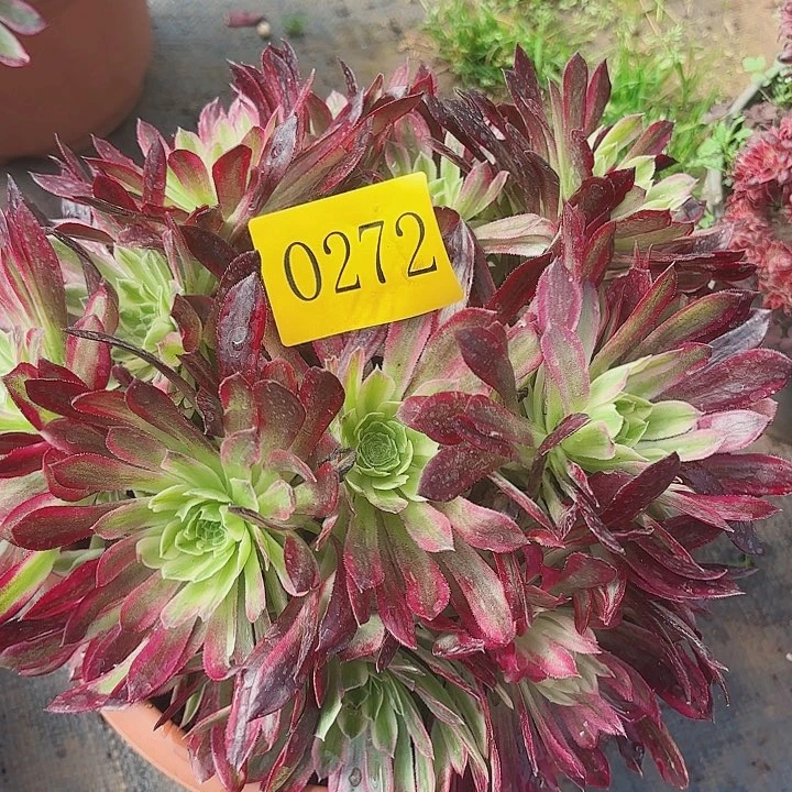 多肉植物福利272