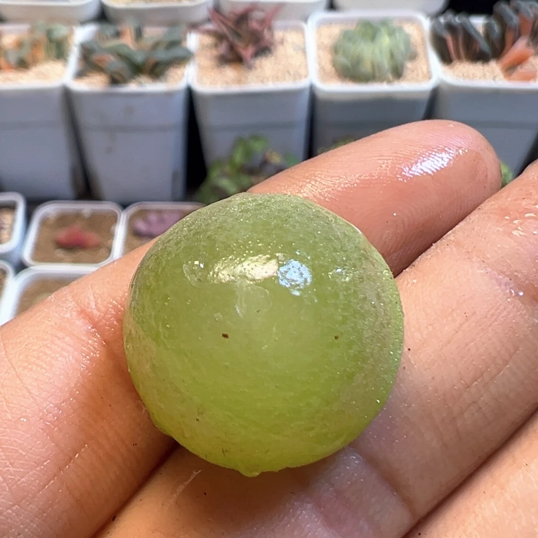 你****?99多肉植物百科知识