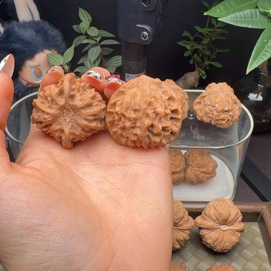 把件龙脊菩提全品龙门涧38+