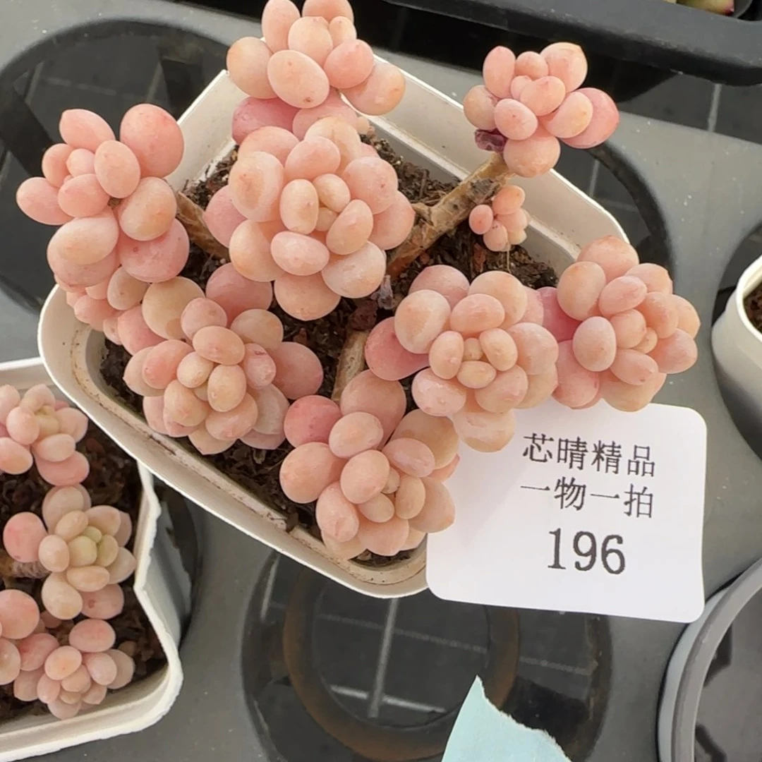 闪购精品多肉196号