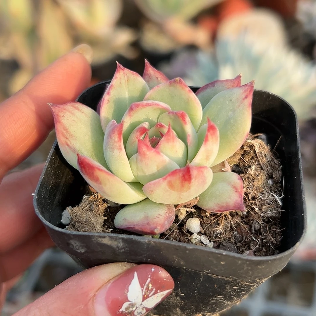 多肉植物惊鸿仙子