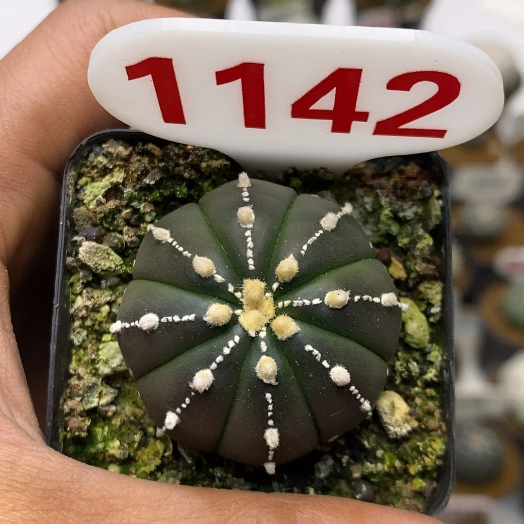 1142连线福利特价来了
