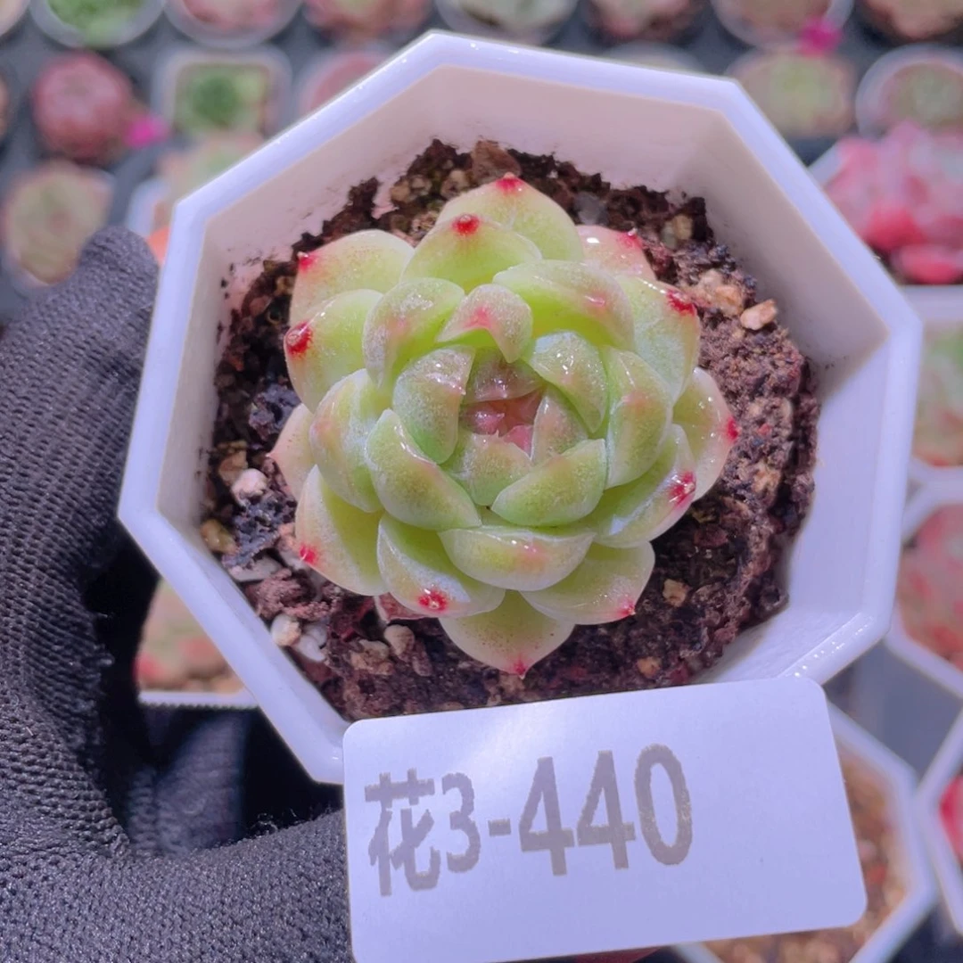 花利美3-440精选糖心