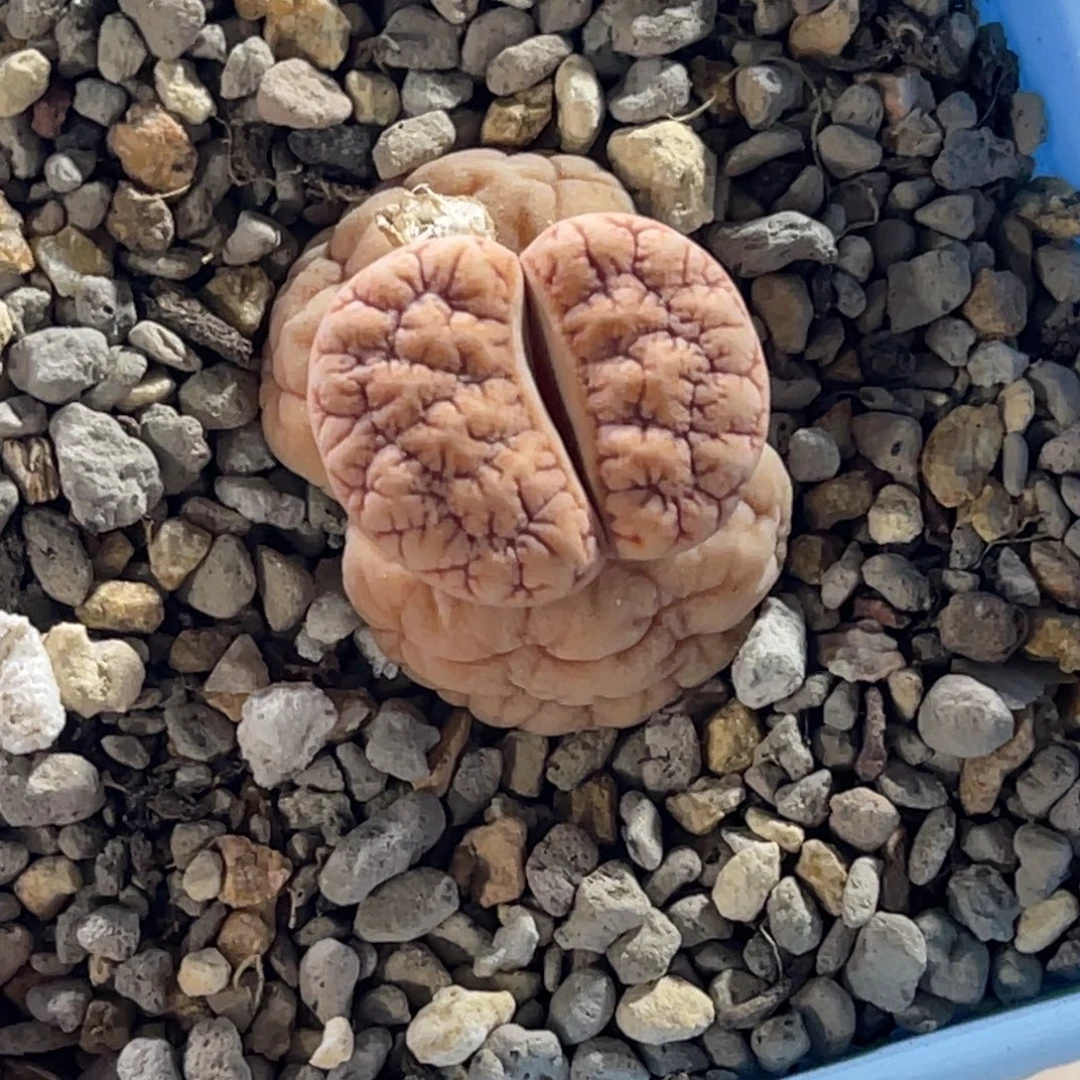 7557凹凸连纹拿铁189