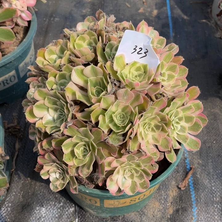 323男神多肉植物法师