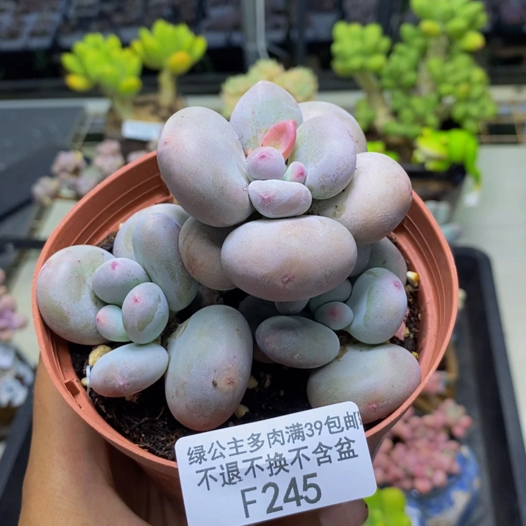 245大叶奶多肉8cm