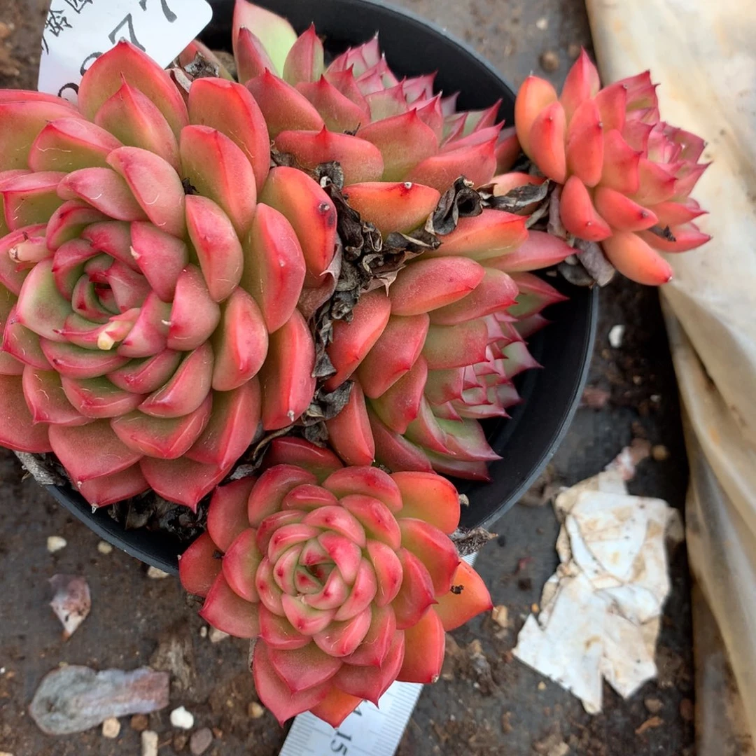 2277杂交多肉老桩