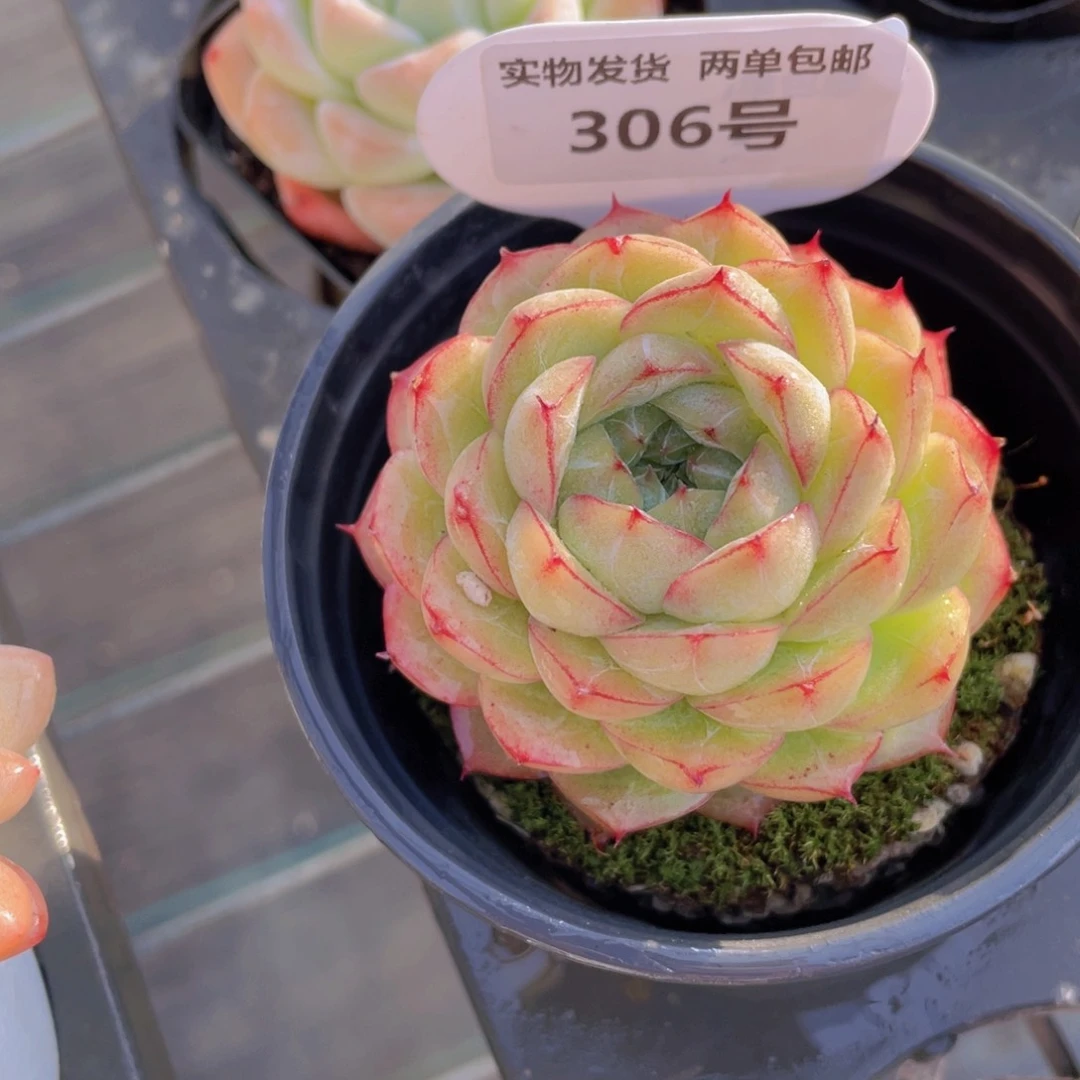 306号 睫毛边线孤品麦秆
