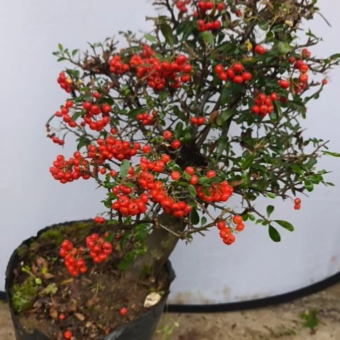 火棘吉祥果带土球发货