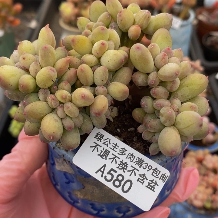 苹果奶缀8cm580多肉植物