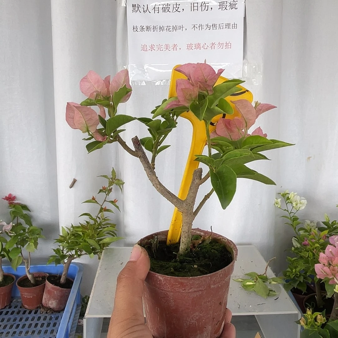 当前无花栽培后可以开花1115掌中宝卡亚塔