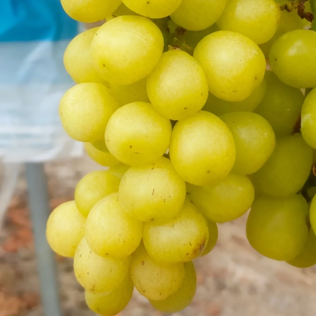 中果4斤正宗阳光玫瑰葡萄新鲜应季鲜甜多汁带玫瑰香现摘现发