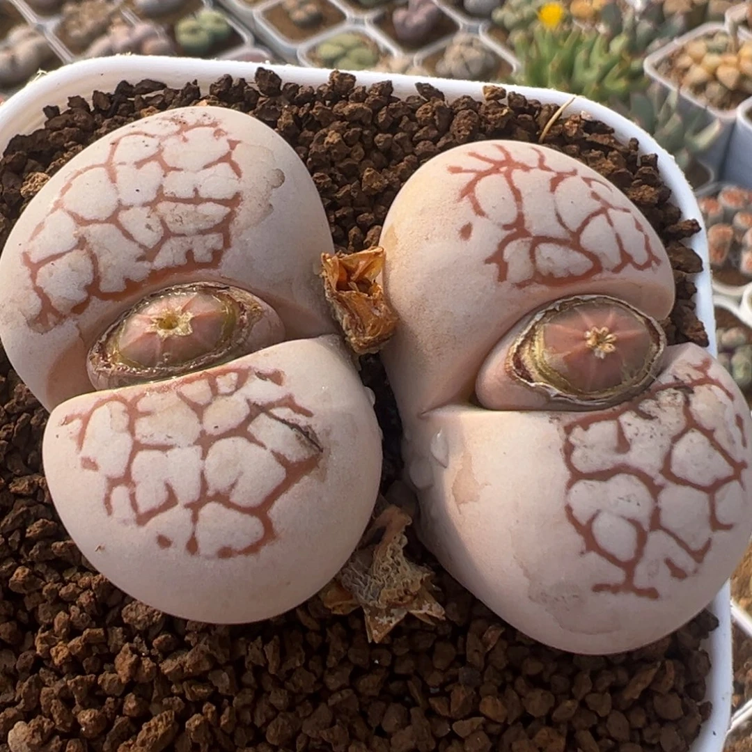 152多肉植物百科植物