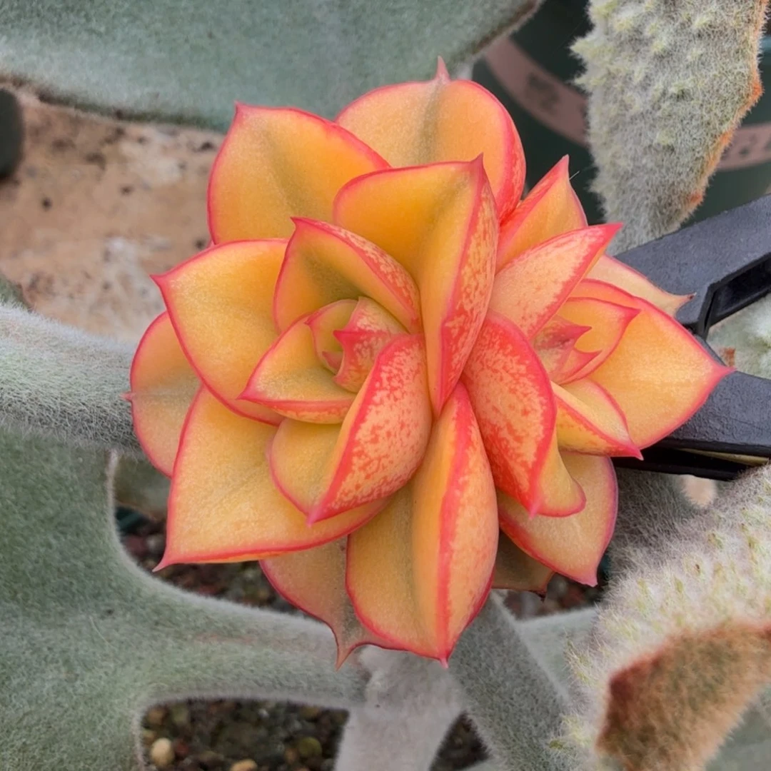 麒麟座锦带侧芽一刻的