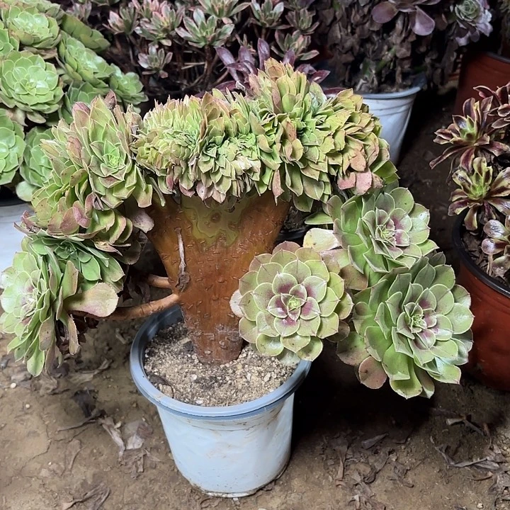 多肉植物法师万缀46