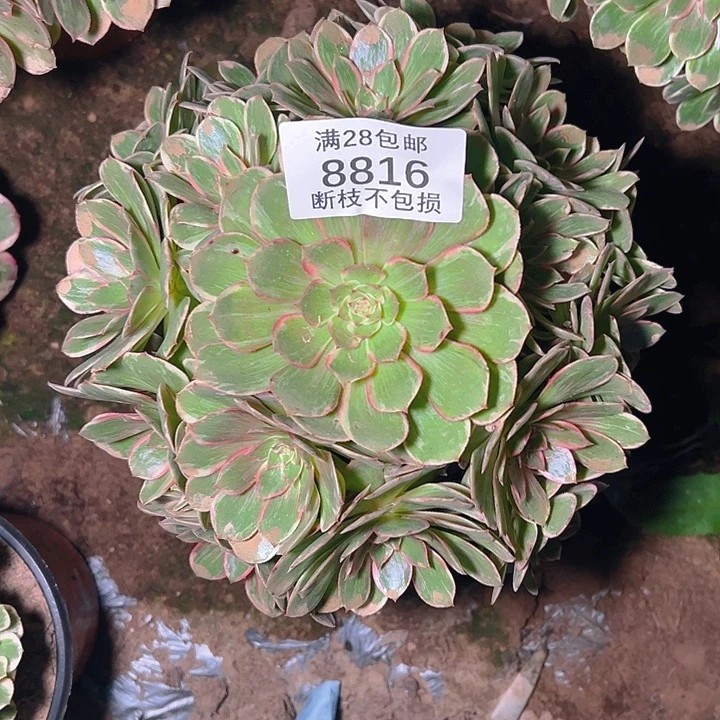 8816莲花座多肉植物