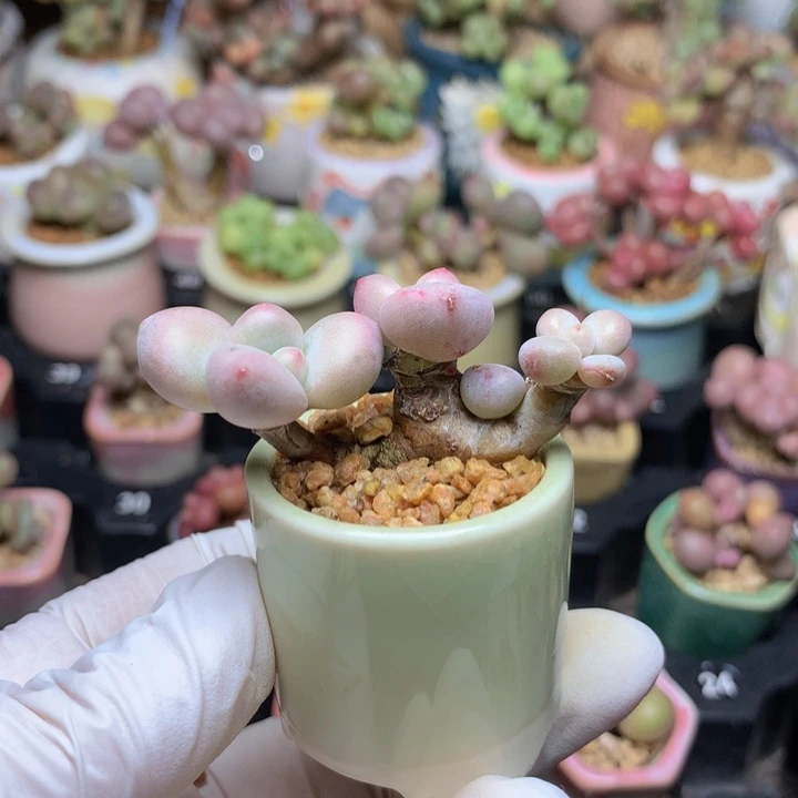 香水奶酪 木质老粗桩 造型漂亮