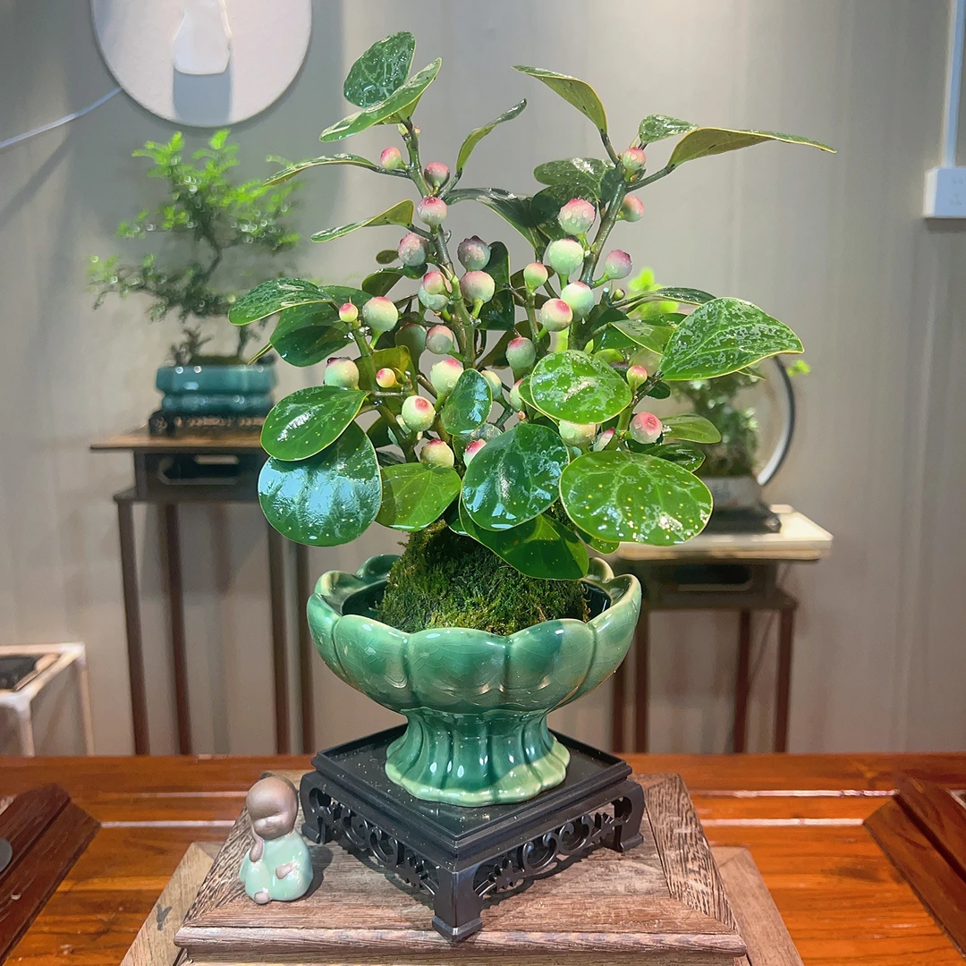 小盼菩提禅意带花盆绿植盆栽中式室内客厅好养茶桌办公室绿植