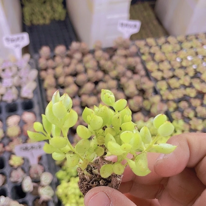 达摩福娘【满10颗包邮】