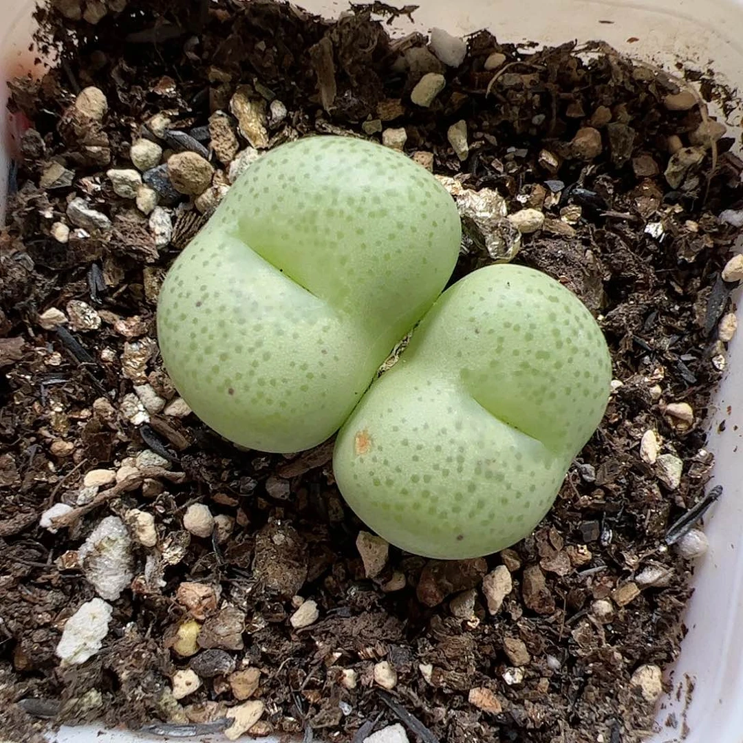 【闪购商品】152 带盆