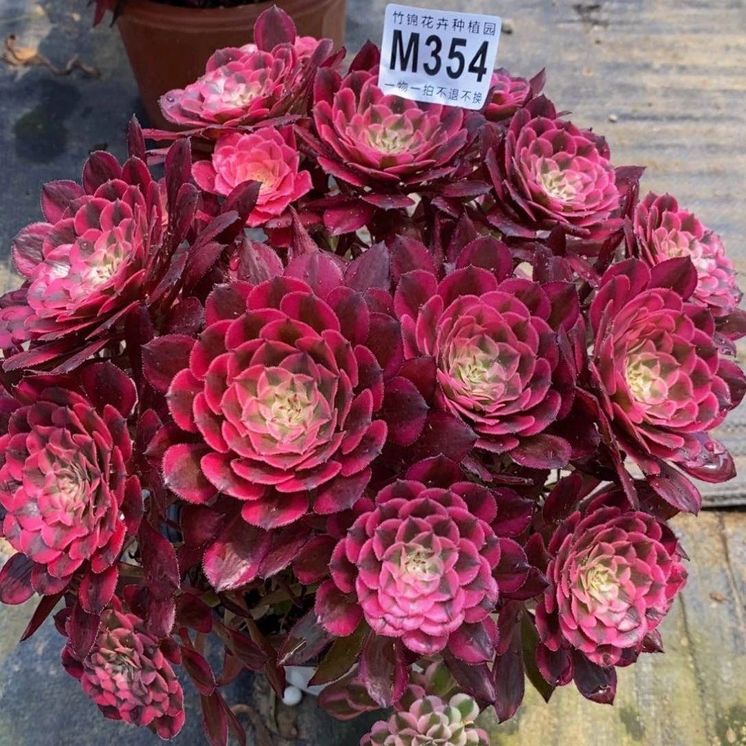 全部花朵354红彤嫩桩桩