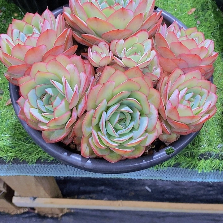 ꒰***꒱牡丹亭多肉植物老桩