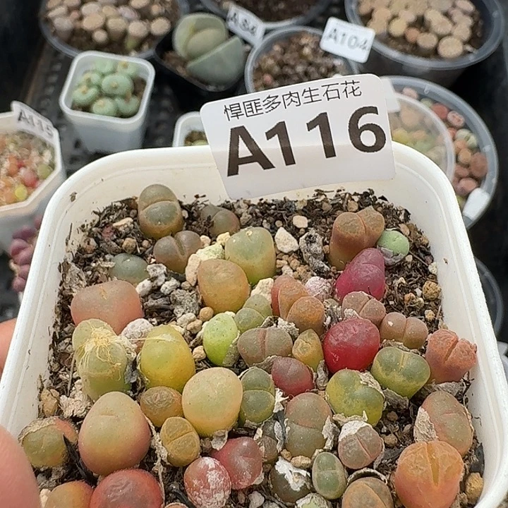 116多肉植物多肉植物