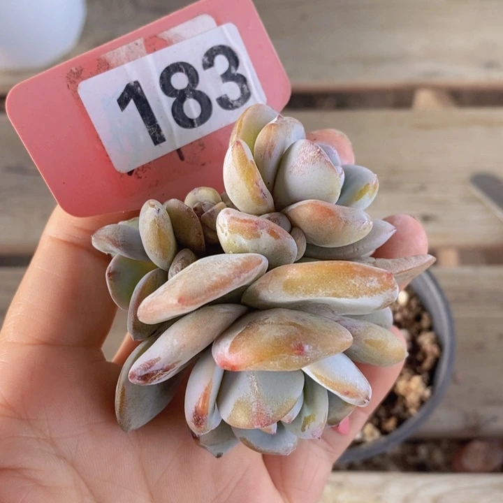 183号10头无砍韩版奶茶群。