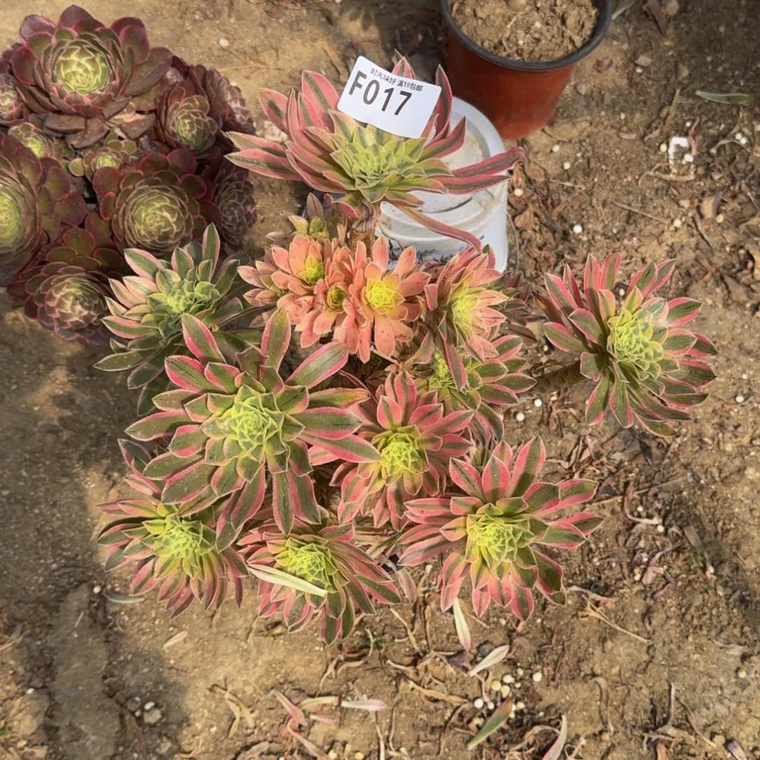 017夕颜多肉植物