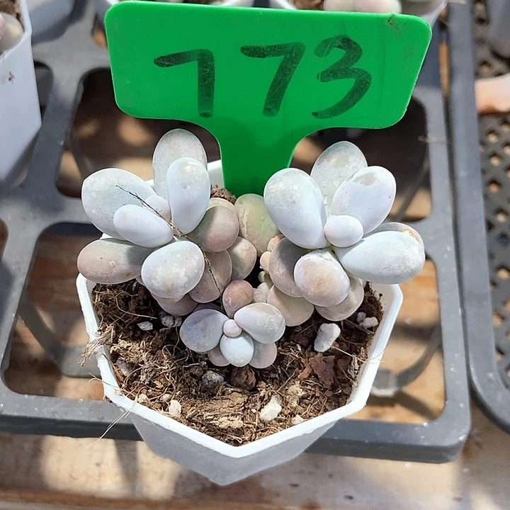 多肉植物蛋黄奶773