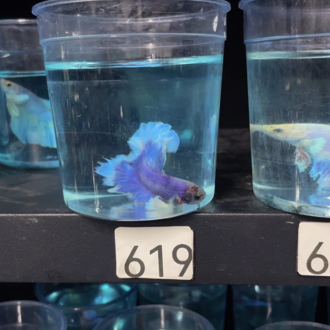 安***园海水鱼bhahahahah