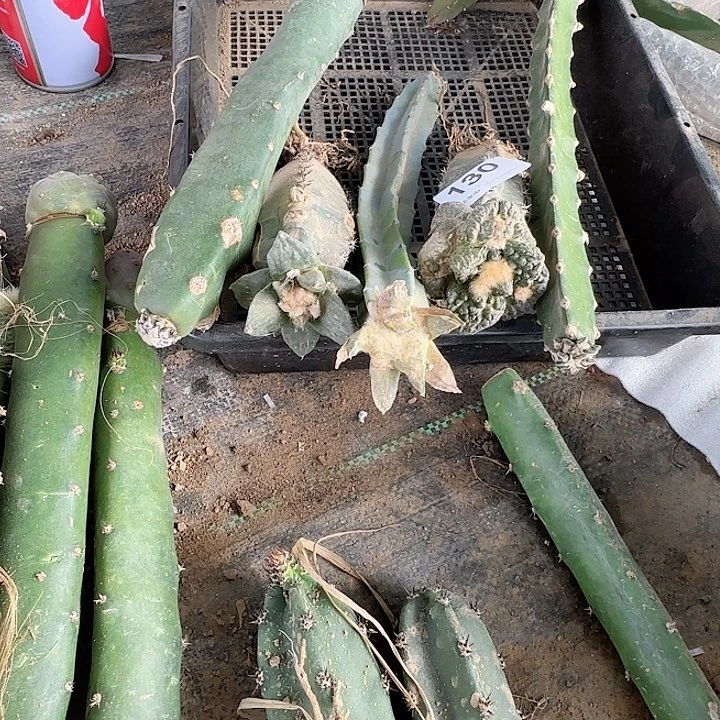 处理牡丹130 一筐5个