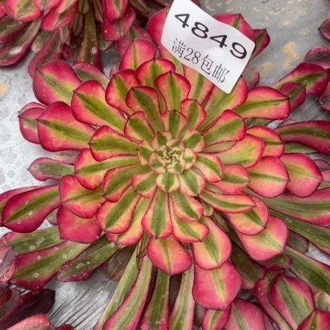 粉桐多肉多肉4849