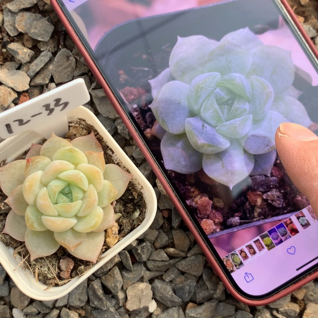 12-33优选绿色糖心多肉植物