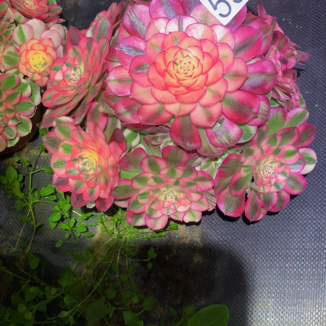 妙****法师多肉植物595倾城