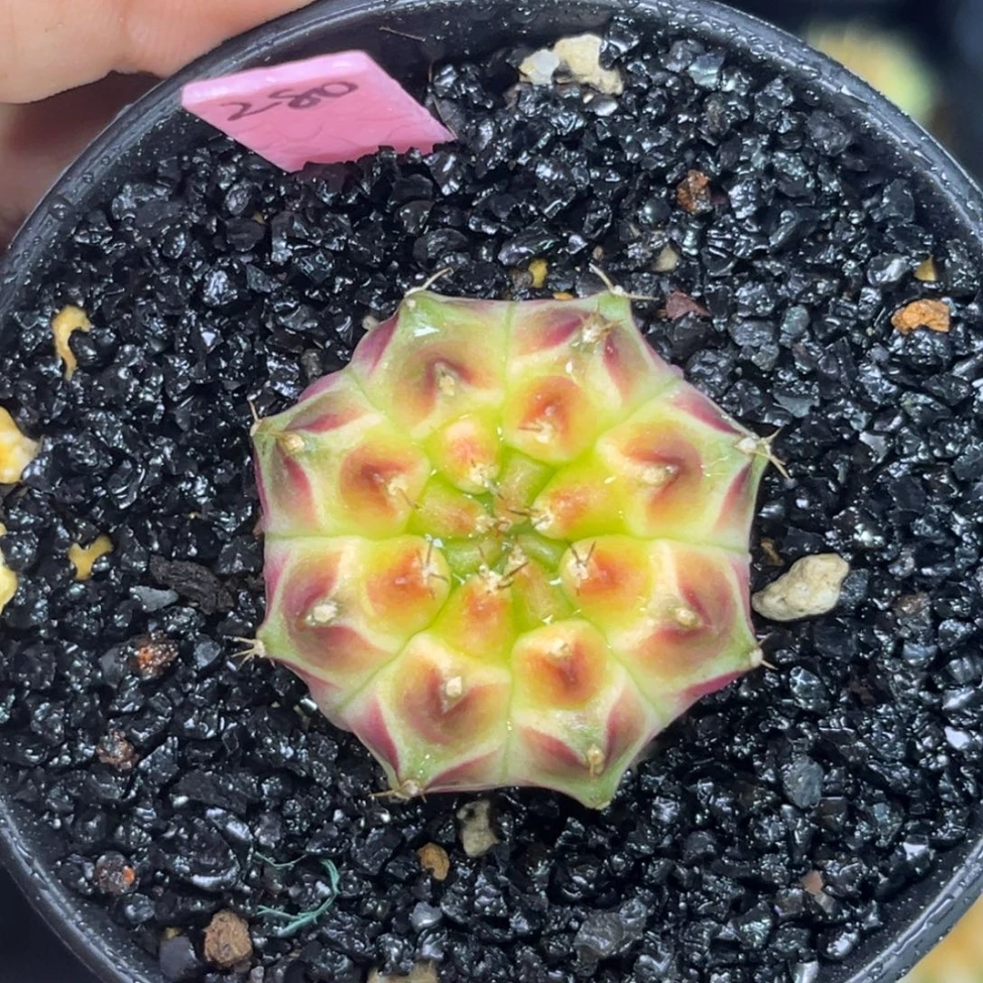 280 泰系轮回 带盆土发货