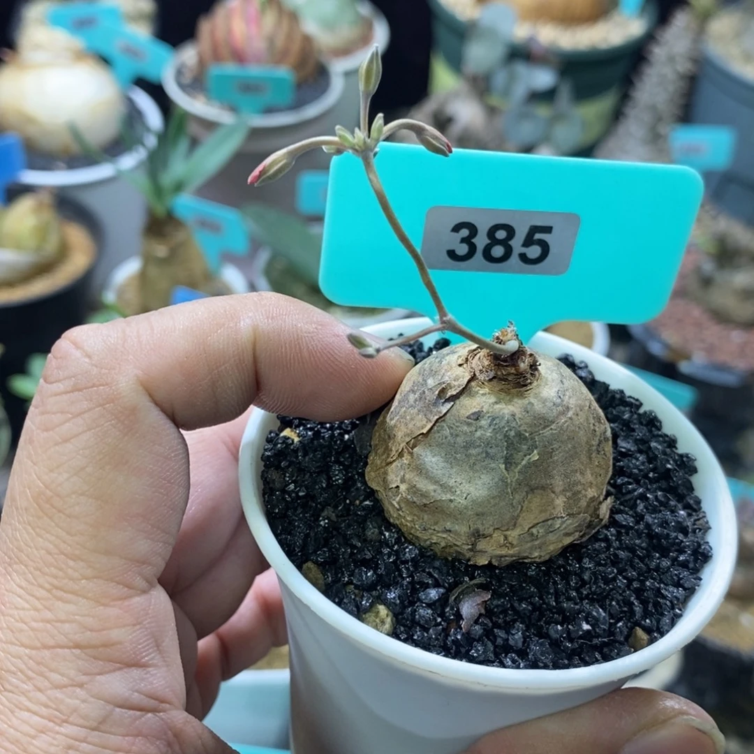 肾叶杨奎多肉植物