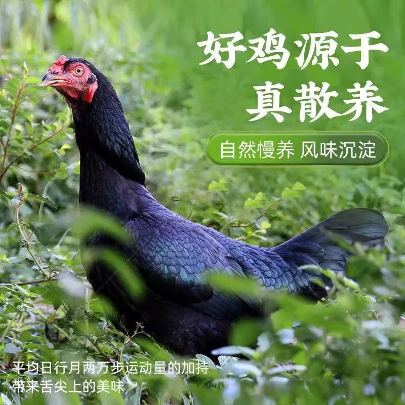 2只【宰杀干净】竹林散养2年黑脚老母鸡静重5-6斤烧烤食材