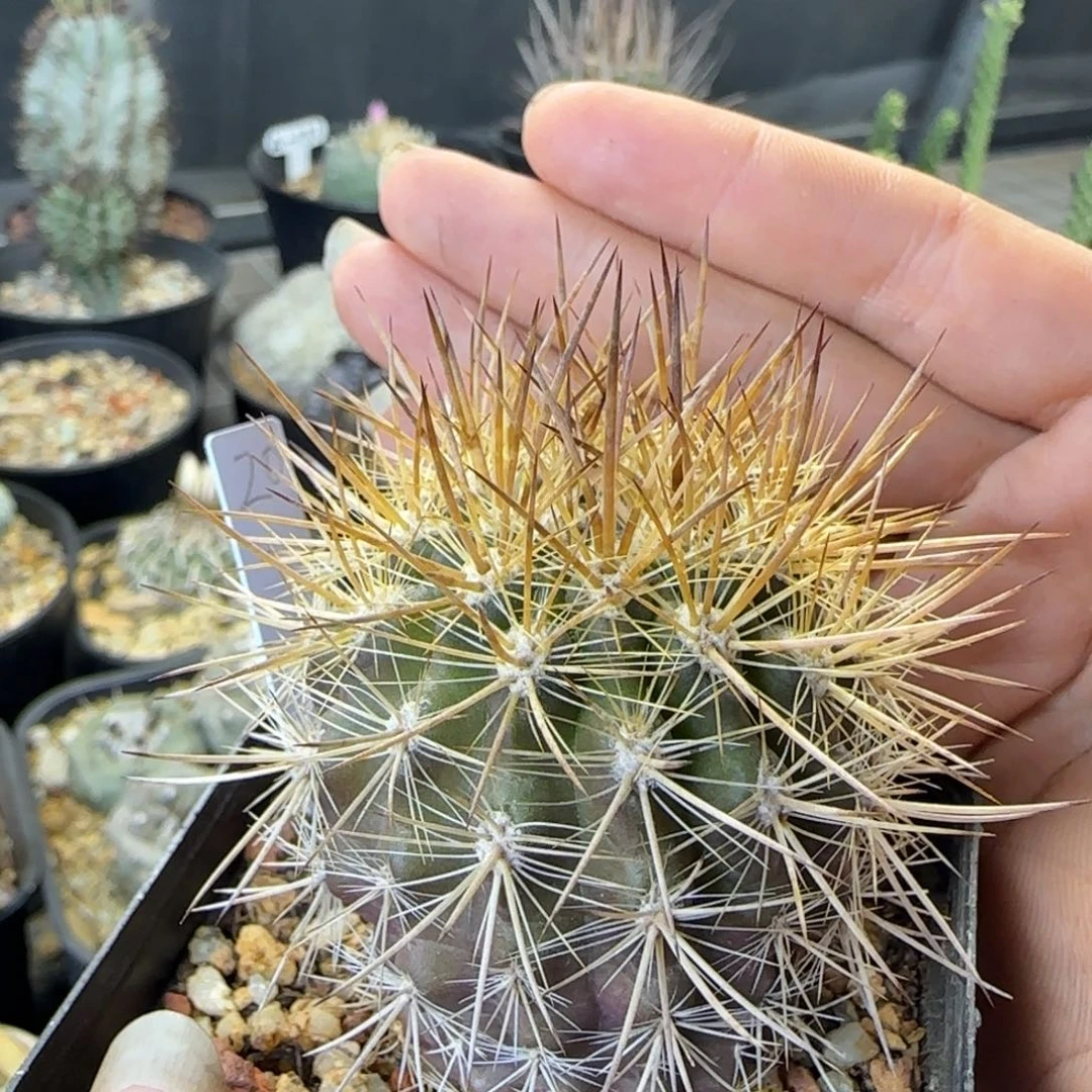084实生刺虎玉多肉