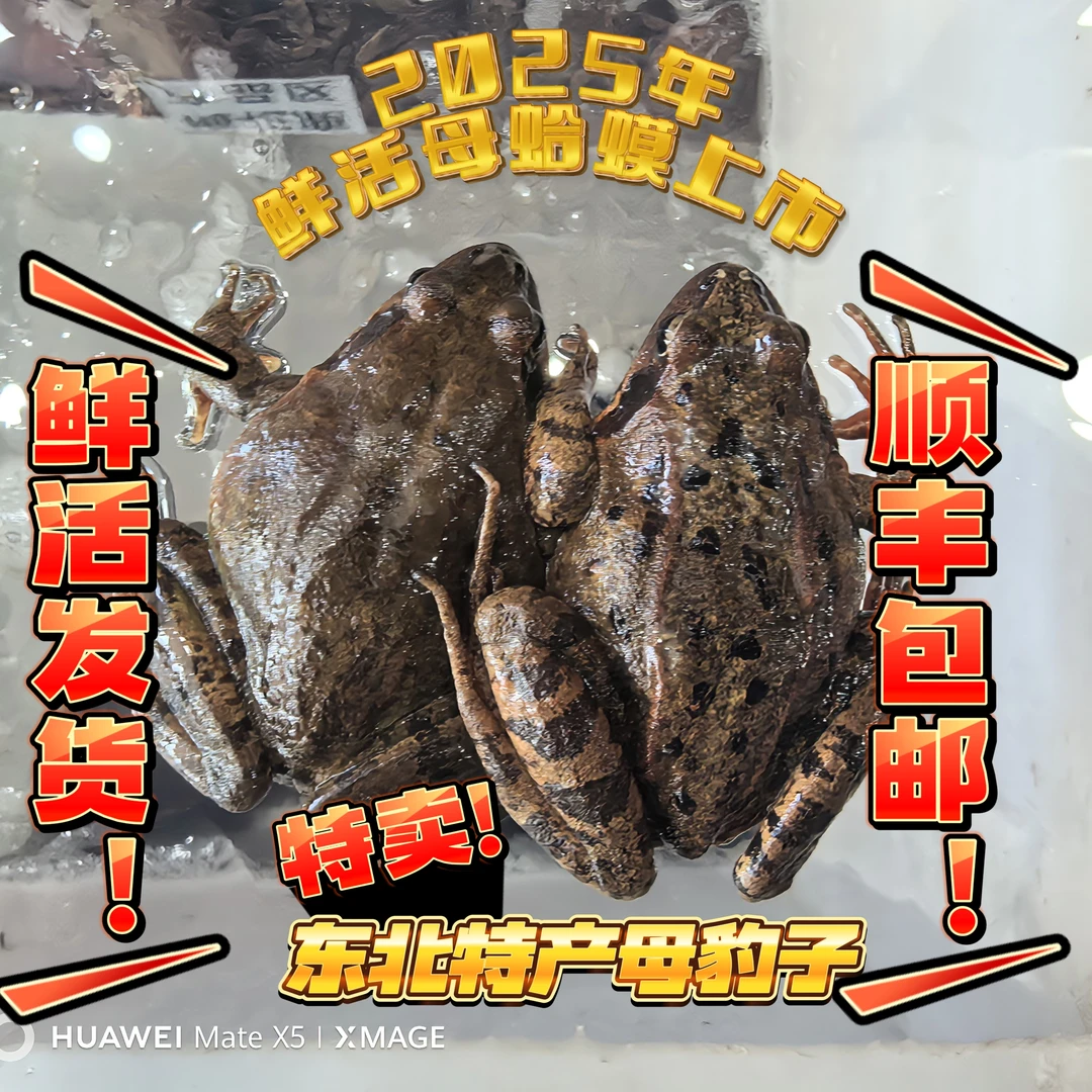 东北特产母蛤蟆个保个满油满籽顺丰包邮活体发货