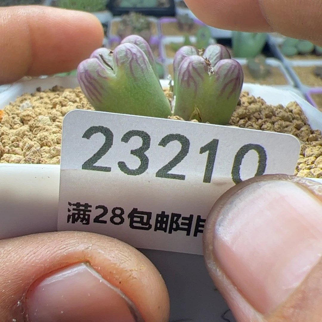 ?****?大家过年好23210
