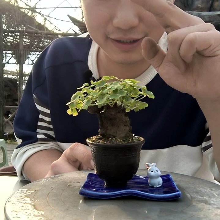 玩****小盆景小植物一物一拍160