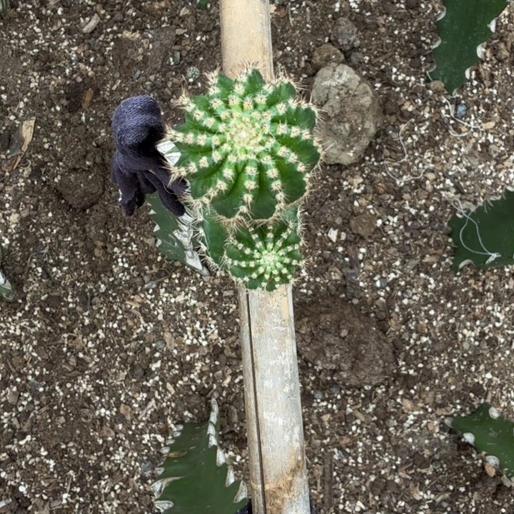 小油菜无根侧牙2公分一颗