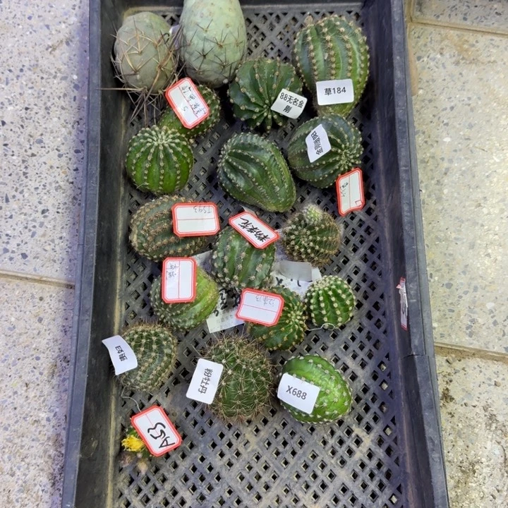 365无根侧牙2个不好3公分左右斑