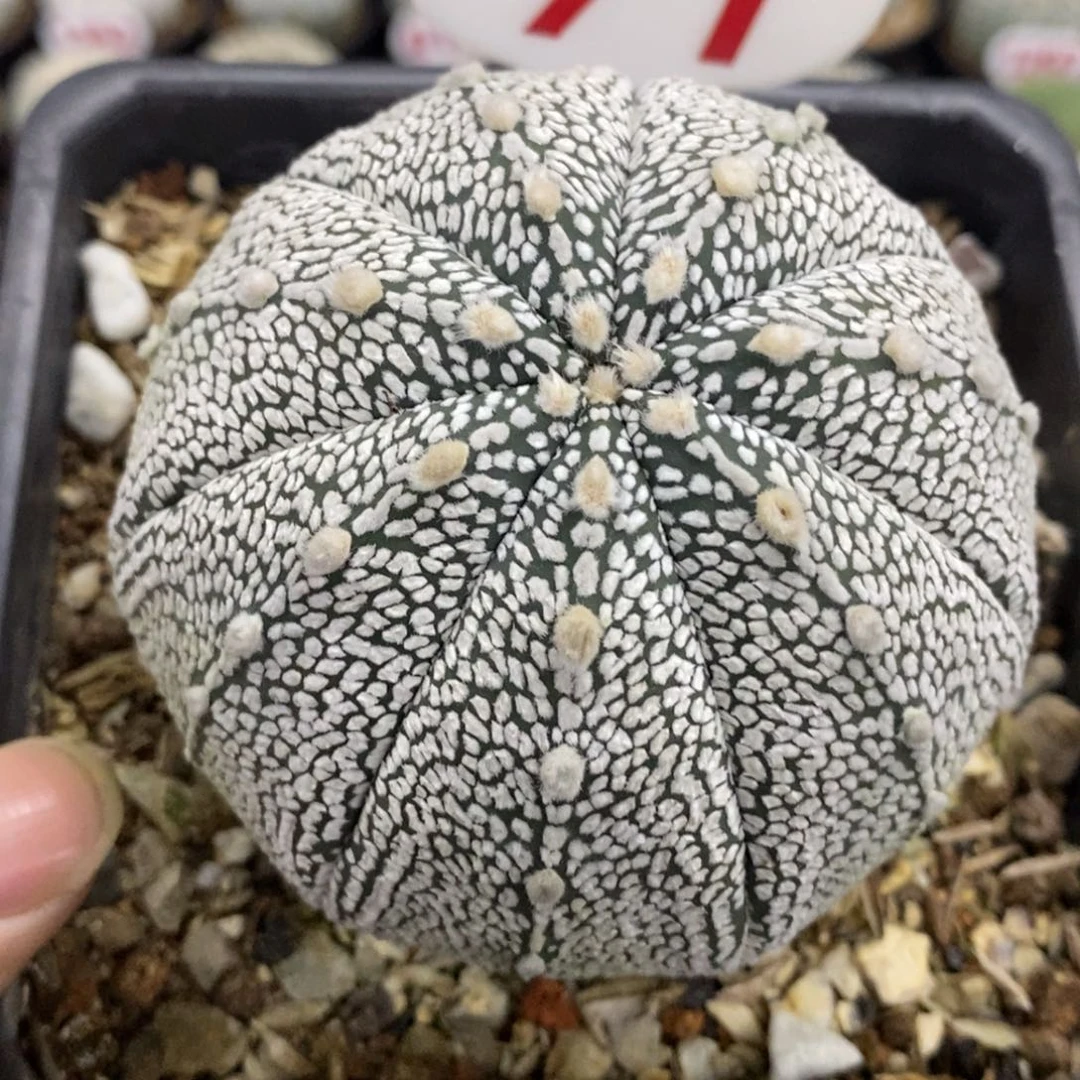 71七愣大浓白鸾凤兜