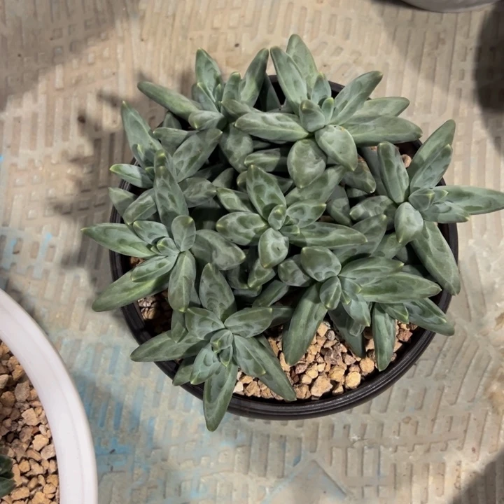 凤羽美人平头自然群无砍