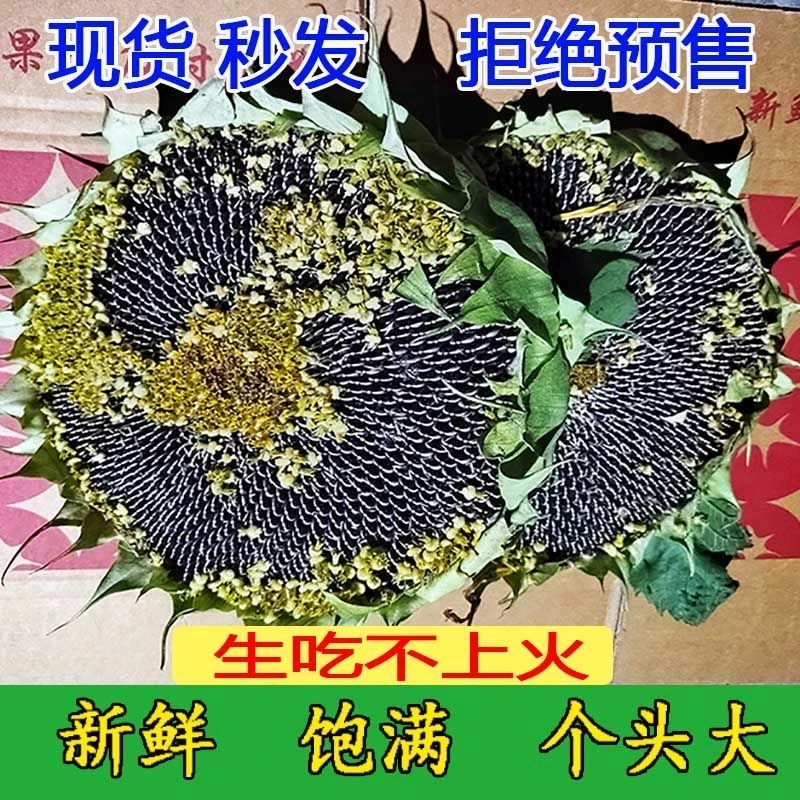 新鲜葵花盘生葵葵花头生瓜子现摘整朵湿葵花原味2025年现发