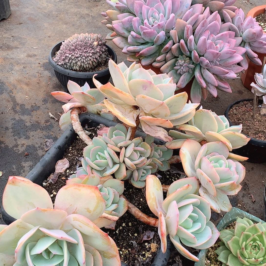 67白凤 一物一拍多肉