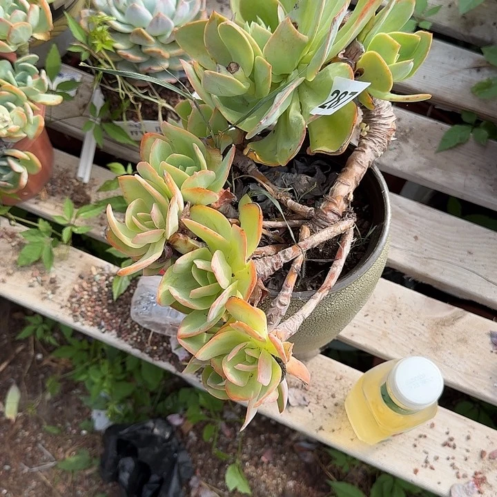 ****猪姐的46464664646444